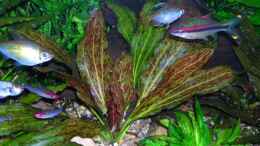 aquarium-von-bungi-becken-4623_Echinodorus ozelot