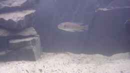 Aquarium einrichten mit Triglachromis otostigma
