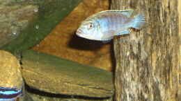 Foto mit Melanochromis joanjohnsonae 