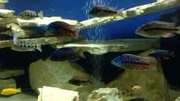 aquarium-von-marko-geissler-becken-4654_