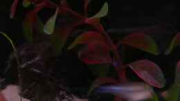 aquarium-von-claudia-luebke-becken-4673_Plastikpflanze- rötliche Haarnixe