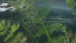 aquarium-von-claudia-luebke-becken-4673_Ceratophyllum demersum