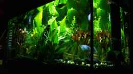 aquarium-von-daniel-loehr-becken-4675_Seitliche Sicht des Aquariums