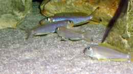 Aquarium einrichten mit Enantiopus melanogenys Kilesa 
