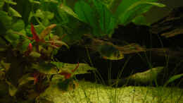 Aquarium einrichten mit Sumatrabarben Bild 1
