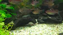 Aquarium einrichten mit Kirschflecksalmler, Otto und L133 Baby