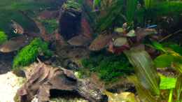 aquarium-von-michel-amazonas-delta--nur-noch-als-beispiel-_Moos auf Wurzel.