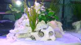 aquarium-von-marc-weise-manuela-schmidt--becken-4779_Zu einem Riff gestapeltes Lochgestein mit Pflanzen