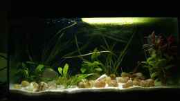 aquarium-von-jenny-neolamprologus-multifasciatus_der grüne Fleck an der Oberfläche = Wasserlinsen alt
