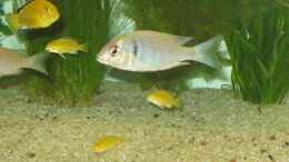 aquarium-von-vuletic-dejan-becken-479_Placidochromis electra 