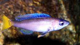 aquarium-von-fejul-becken-480_c. leptosoma blue flash