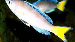 aquarium-von-fejul-becken-480_c. leptosoma blue flash