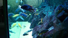 aquarium-von-christian-dornieden-becken-4815_Update 26.12.2007