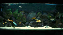 aquarium-von-christian-dornieden-becken-4815_Malawi-Becken 450l