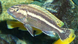 Foto mit Melanochromis Auratus Männchen