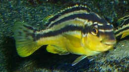 Foto mit Melanochromis Auratus Weibchen