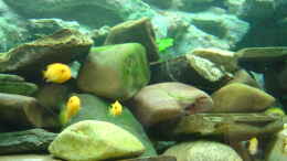 aquarium-von-dennis-kremer-becken-4847_Jede Menge Flusskiesel bieten viele Versteckmöglichkeiten