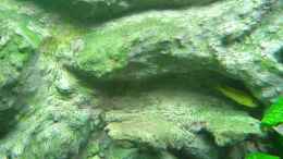 aquarium-von-dennis-kremer-becken-4847_Rückwand nach 3 Monaten. Ein schwangeres Yellow Weibchen ve