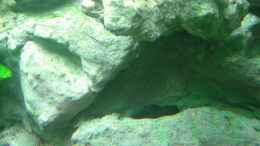 aquarium-von-dennis-kremer-becken-4847_Rückwand nach 3 Monaten. Auch ein Wels findet Unterschlupf.