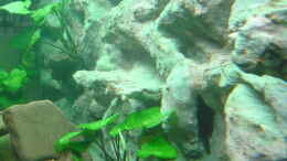 aquarium-von-dennis-kremer-becken-4847_Anubias; zwischen Steinen und an der Rückwand befestigt