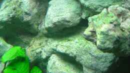 aquarium-von-dennis-kremer-becken-4847_Rückwand nach 3 Monaten. Algen machen sich endlich breit...