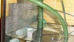 aquarium-von-john-becken-4858_kleine Eheim-Pumpe läuft über UV-C Klärer