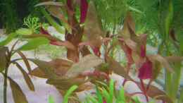aquarium-von-gerd-bunge-becken-4889_rosa papageienblatt, vorne Neuseelandgras, links ein Hygroph