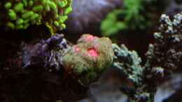 aquarium-von-uwe-kerssenfischer-becken-4895_ist das eine Echinopora?