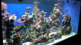 aquarium-von-uwe-kerssenfischer-becken-4895_der erste Aufbau; noch fast nackte Säulen