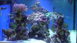 aquarium-von-uwe-kerssenfischer-becken-4895_von der Seite