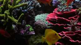 aquarium-von-uwe-kerssenfischer-becken-4895_die mittlere Schlucht