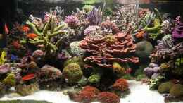 aquarium-von-uwe-kerssenfischer-becken-4895_Erg-Riff vom 1.04.07