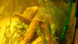 aquarium-von-franz-berger-becken-4931_valisneria spirallis,cryptocoryne,wasserpest