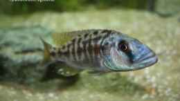 Aquarium einrichten mit Tyrannochromis nigriventer (m)