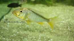 Foto mit Buccochromis rhoadesii yellow