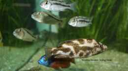 Foto mit Nimbochromis livingstonii, Protomelas taeniolatus boadzulu, Aristochromis