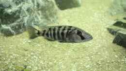 Foto mit Nimbochromis livingstonii (w)