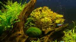 aquarium-von-andy-peter-becken-4975_Mooreiche vor Hygrophila diff. garniert mit Mooskugel