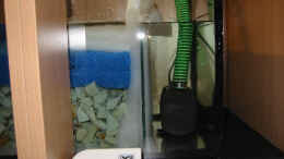 aquarium-von-dicker1904-becken-4982_Tunze im Filterbecken, im Fordergrund Wasserwarner