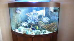 aquarium-von-marcel-fischer-becken-4987_so sieht das Becken heute aus. Hinten links ist eine neue gr