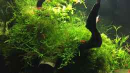 Aquarium einrichten mit Fissidens fontanus und Taxiphyllum barbieri 