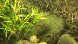 Aquarium einrichten mit Hygrophila lancea „Araguaia“