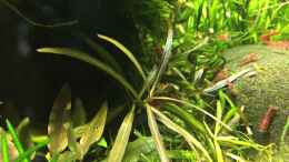 Aquarium einrichten mit Hygrophila lancea „Araguaia“