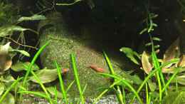 aquarium-von-danny-red-fire-refugium_Neocaridina heteropoda var. Red