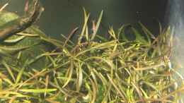Foto mit Hygrophila lancea ???Araguaia???