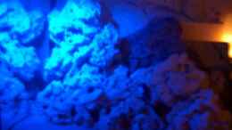 aquarium-von-kai-verholen-becken-5062_LED Mondlicht