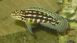 aquarium-von-roger-mayer-becken-510_Julidochromis marlieri