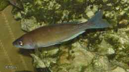 aquarium-von-roger-mayer-becken-510_Cyprichromis pavo