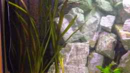 Aquarium einrichten mit Echinodorus osiris (?) und Vallisneria gigantea