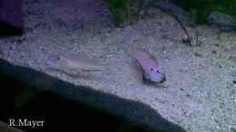 aquarium-von-roger-mayer-becken-510_Enantiopus melanogenys -Mpimbwe-
